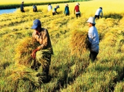 An Giang: Năng suất lúa Hè Thu đạt cao nhờ thu hoạch sớm
