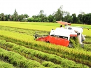 Kinh doanh xuất khẩu gạo: nên bỏ các điều kiện bất hợp lý
