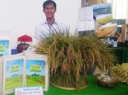 Sáng tạo khởi nghiệp: sản xuất gạo sạch