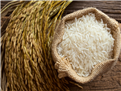 Dự báo xuất khẩu gạo của Thái Lan giảm do cạnh tranh tăng cao 