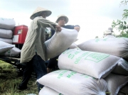 Gạo Ấn Độ, Thái Lan giảm giá, gạo Việt Nam nhích lên