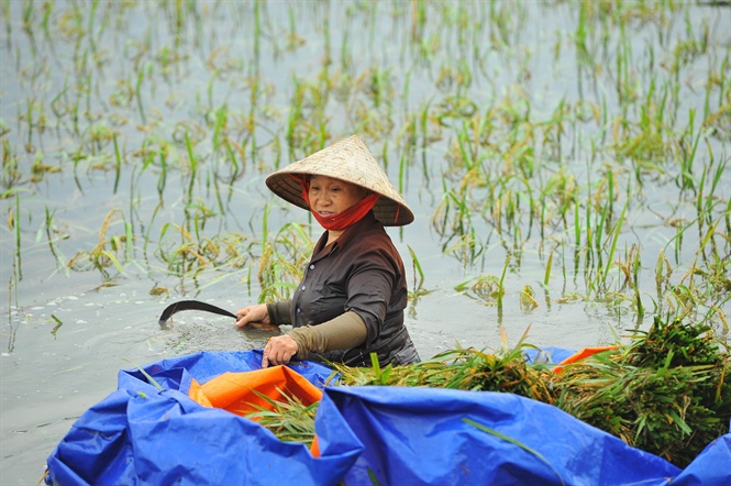 Cần chuyển đổi lúa mùa ở Đồng bằng sông Hồng