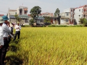 Sản xuất gạo hữu cơ cho hiệu quả kinh tế cao